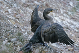 鱼鹰空山鸟语图片