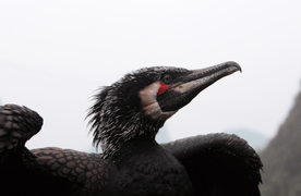 鹦鹉空山鸟语图片