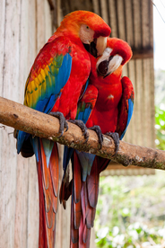 鹦鹉空山鸟语图片