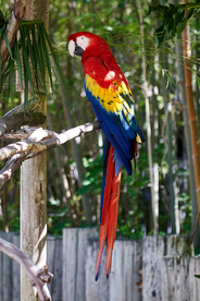 鹦鹉空山鸟语图片