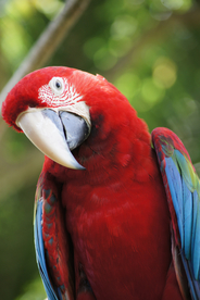 鹦鹉空山鸟语图片