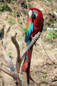 鹦鹉空山鸟语图片
