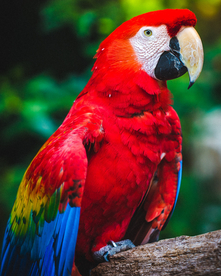 鹦鹉空山鸟语图片