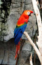 鹦鹉空山鸟语图片