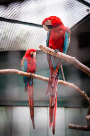 鹦鹉空山鸟语图片