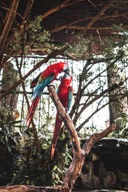 鹦鹉空山鸟语图片