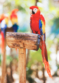 鹦鹉空山鸟语图片