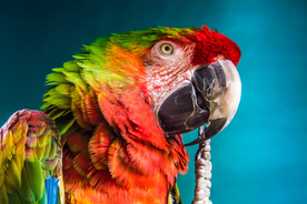 鹦鹉空山鸟语图片