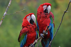 鹦鹉空山鸟语图片