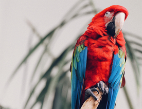 鹦鹉空山鸟语图片