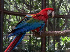 鹦鹉空山鸟语图片