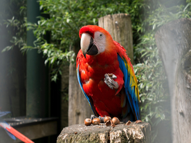鹦鹉空山鸟语图片