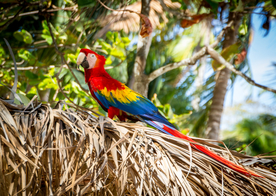 鹦鹉空山鸟语图片