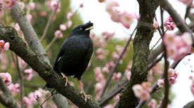 八哥空山鸟语图片