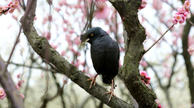 八哥空山鸟语图片