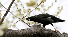 八哥空山鸟语图片