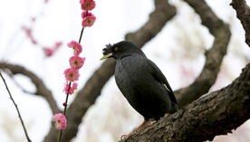 八哥空山鸟语图片