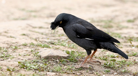 八哥空山鸟语图片