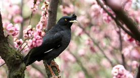 八哥-空山鸟语图片