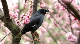八哥-空山鸟语图片