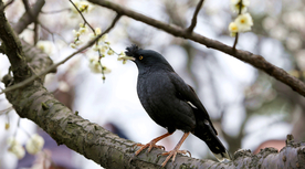 八哥-空山鸟语图片