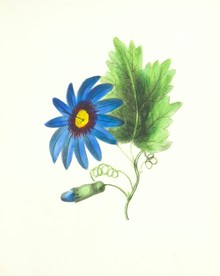 手绘插画蓝色花