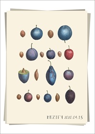 11款 梅子 水果图鉴