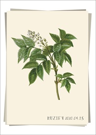 扁豆树 植物图鉴