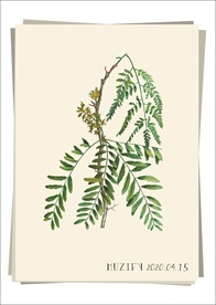 刺槐枝 植物图鉴