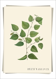 桦树 植物图鉴