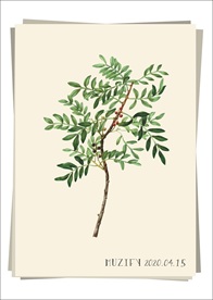 黄连木 植物图鉴