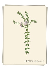 中药 远志 植物图鉴