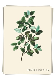 栓皮栎 植物图鉴