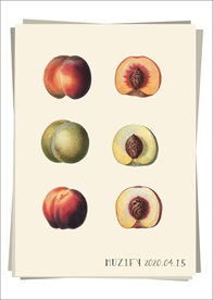 桃子果实 水果图鉴