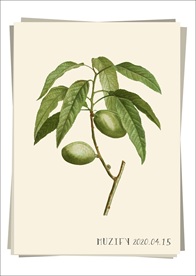 杏仁树枝 植物图鉴