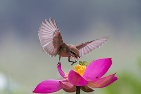 伯劳鸟空山鸟语图片