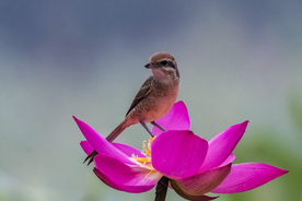 伯劳鸟空山鸟语图