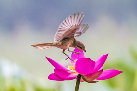 伯劳鸟空山鸟语图片