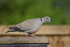 斑鸠空山鸟语图片