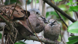 斑鸠空山鸟语图片
