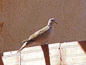 斑鸠空山鸟语图片