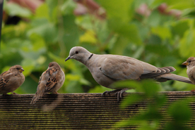 斑鸠空山鸟语图片