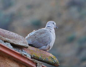 斑鸠空山鸟语图片