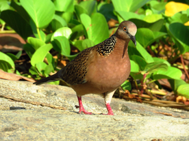 斑鸠空山鸟语图片