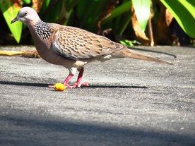 斑鸠空山鸟语图片