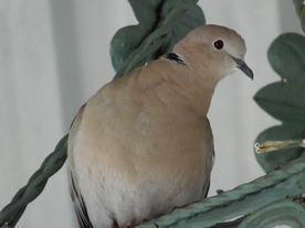 斑鸠空山鸟语图片