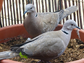 斑鸠空山鸟语图片