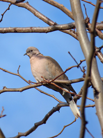 斑鸠空山鸟语图片