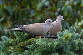 斑鸠空山鸟语图片