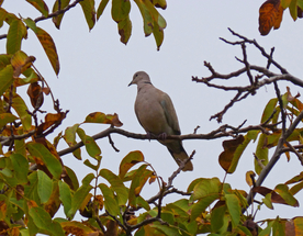 斑鸠空山鸟语图片